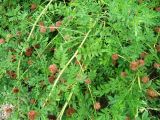 Glycyrrhiza echinata. Побеги с соплодиями. Украина, Крым, г. Джанкой, около железной дороги. 02.07.2013.