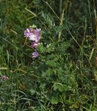 Malva thuringiaca