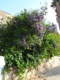 Lycianthes rantonnetii. Цветущее растение. Израиль, г. Беэр-Шева, городское озеленение. 14.02.2014.