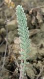 Tanacetum millefolium