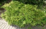 Buxus microphylla. Взрослое плодоносящее растение. Германия, г. Дюссельдорф, Ботанический сад университета. 04.05.2014.