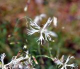 Dianthus arenarius