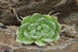 Rosularia platyphylla. Характерной особеностью вида является широкие листья розетки и их опушение. Тянь-Шань, вблизи вдх. Бартагой. 12.03.2005.