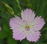 Dianthus versicolor