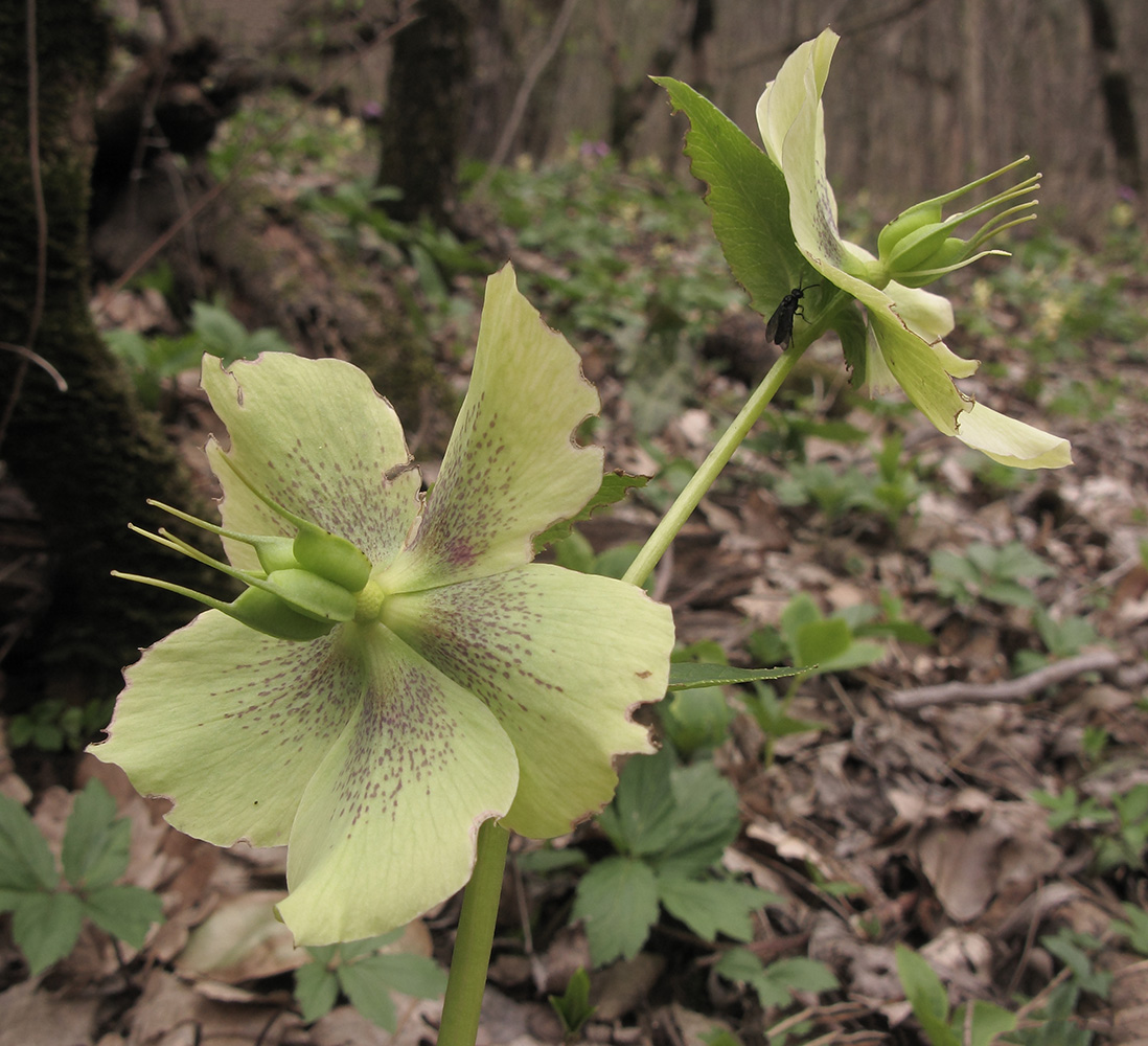 Изображение особи Helleborus caucasicus.