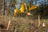 Polygonatum odoratum. Плодоносящее растение с листьями в осенней окраске. Ленинградская обл., Лужский р-н, просека в зеленомошном сосняке. Сентябрь 2014 г.