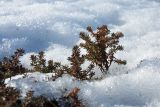 Empetrum hermaphroditum. Веточки зимующего растения. Мурманск, Горелая сопка, верхняя часть пояса берёзового криволесья. 28.03.2016.