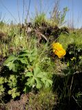 Trollius ircuticus