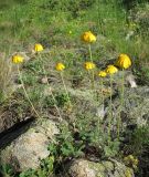 Anthemis подвид pectinata