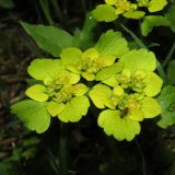 Chrysosplenium alternifolium