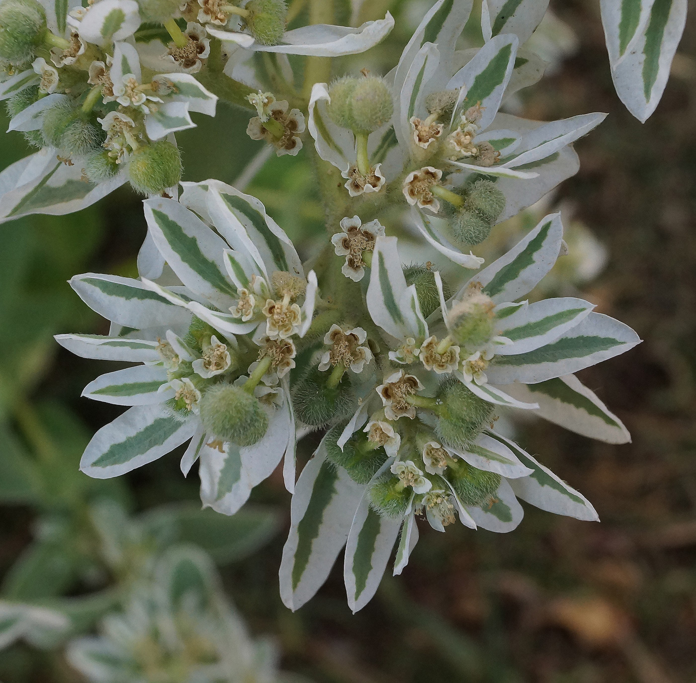 Изображение особи Euphorbia marginata.