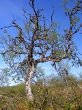 Betula czerepanovii