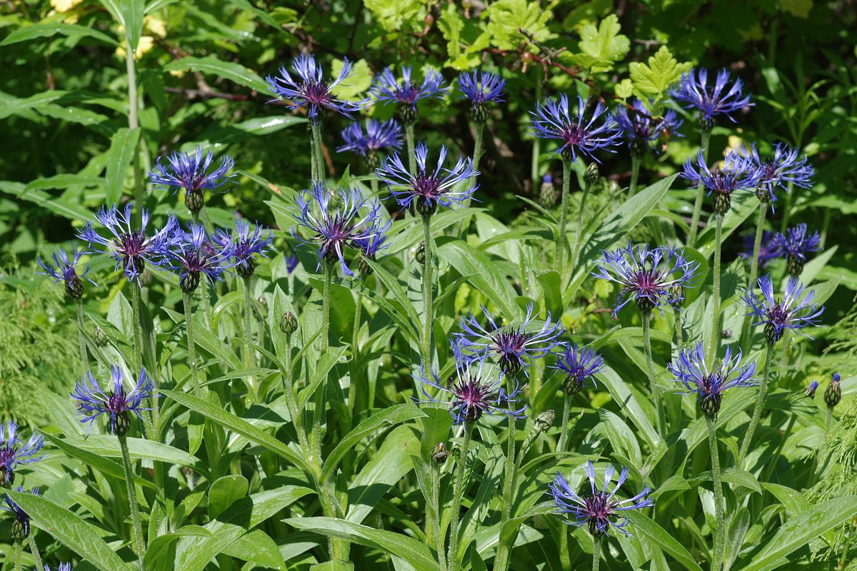 Изображение особи Centaurea montana.