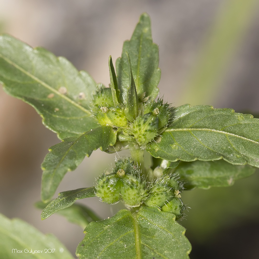 Изображение особи Mercurialis annua.