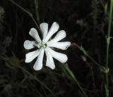 Silene bupleuroides. Цветок мужского растения. Крым, Тарханкутский п-ов, балка Большой Кастель, степной склон к морю. 30 июня 2017 г.