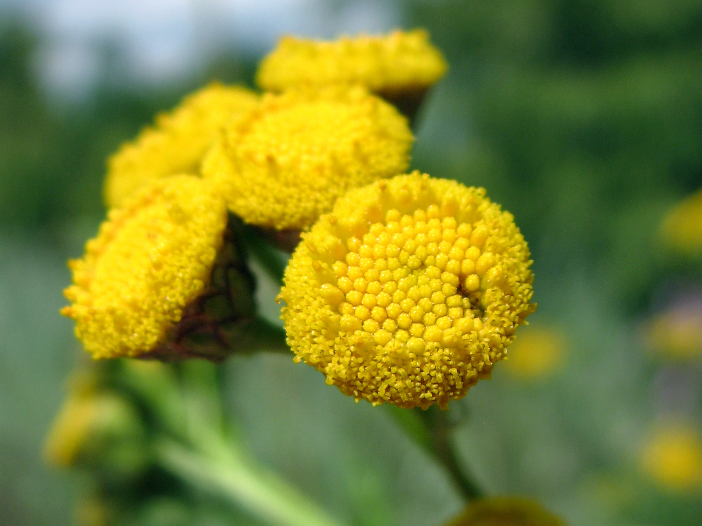 Изображение особи Tanacetum vulgare.