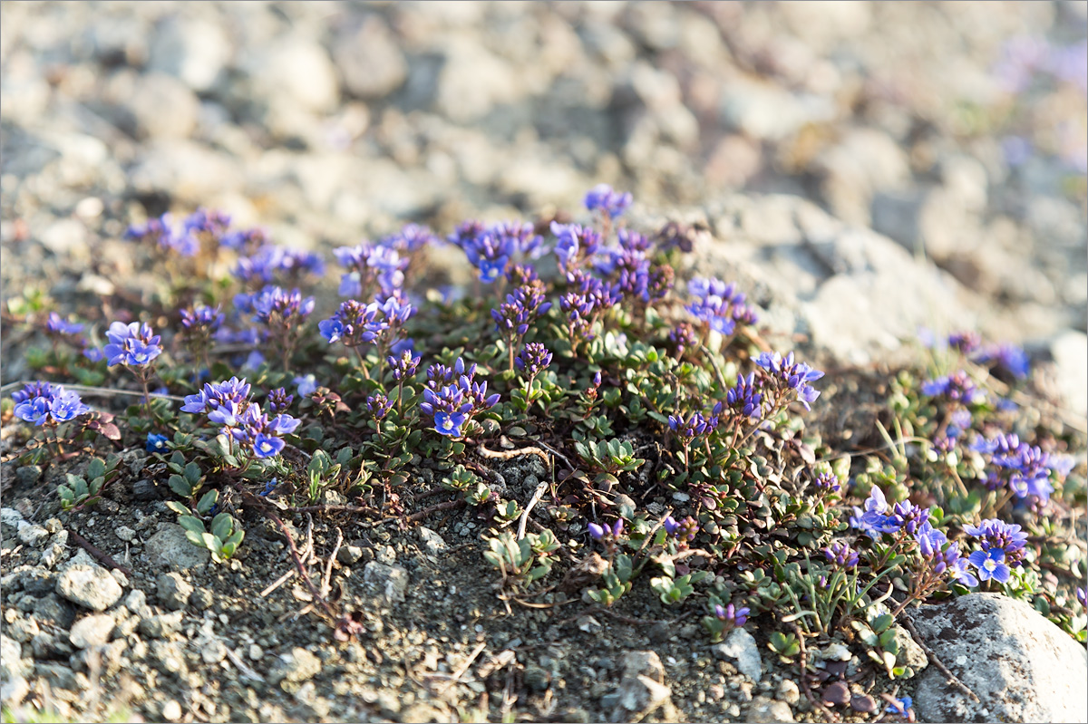 Изображение особи Veronica liwanensis.