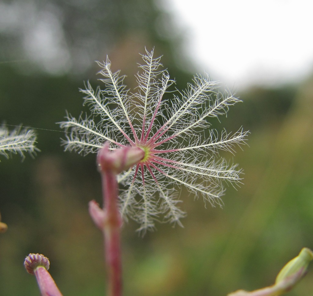 Изображение особи Valeriana tiliifolia.