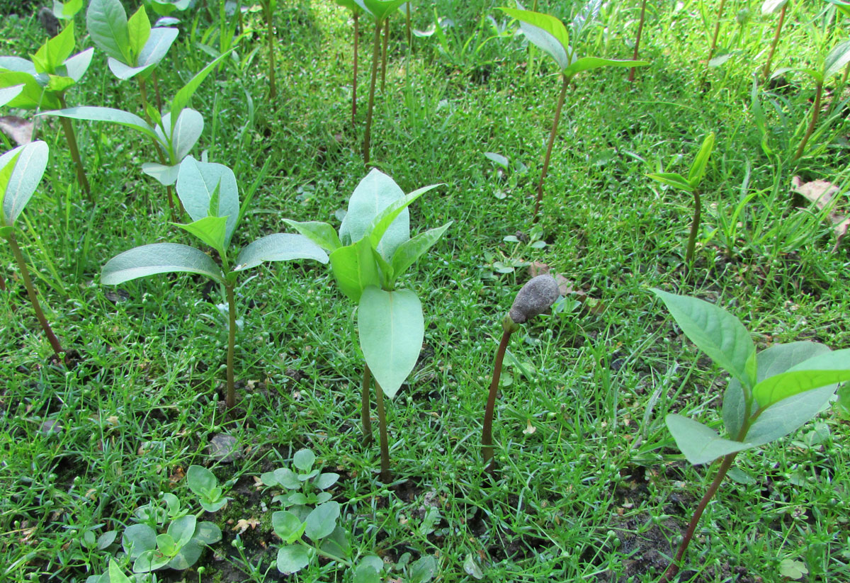 Изображение особи Diospyros virginiana.