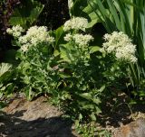 Cardaria draba