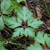 Geranium robertianum