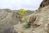 Ferula karakalensis