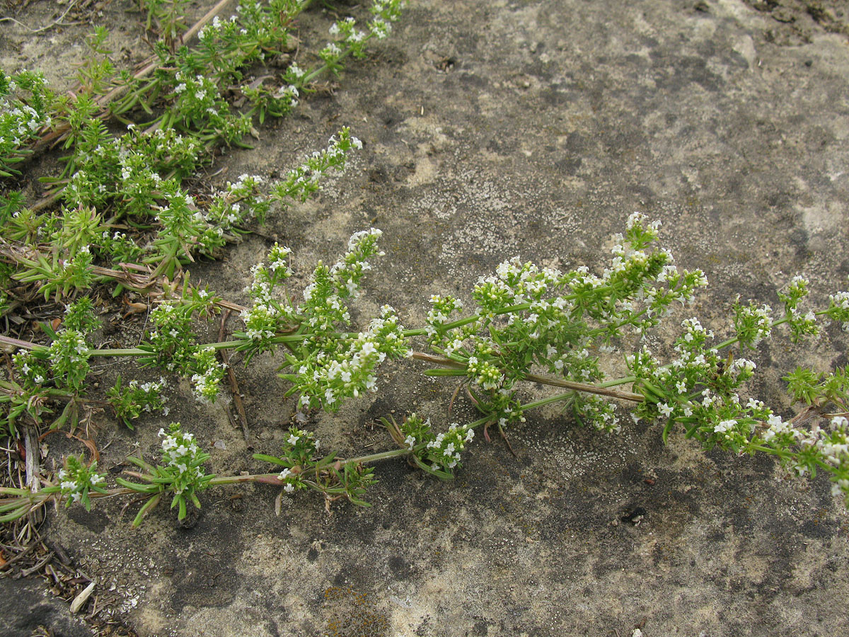 Изображение особи Galium humifusum.