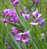 Lathyrus pilosus. Соцветия. Магаданская обл., окр. г. Магадан, мыс Островной, терраса над морем, разнотравная поляна. 21.07.2018.