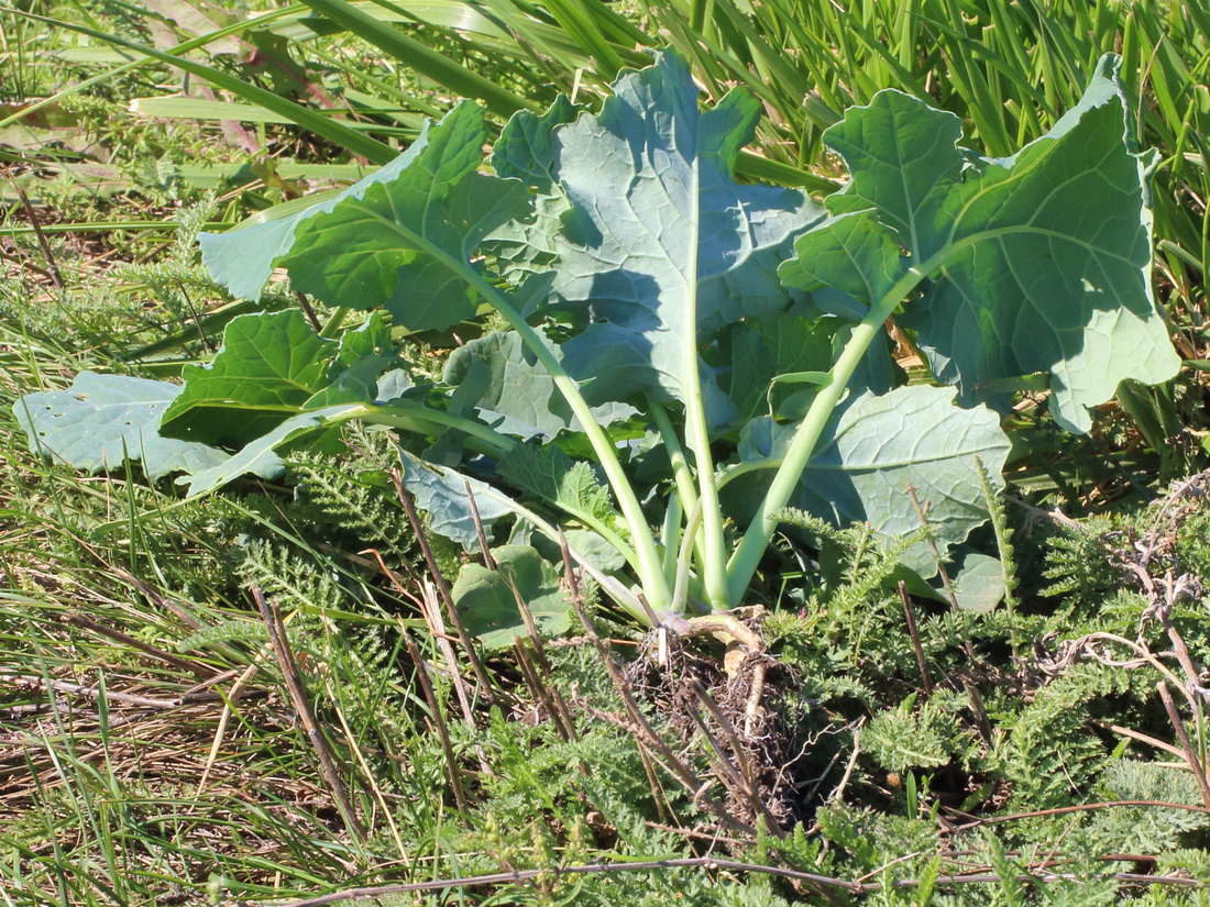 Изображение особи Brassica napus.