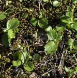 Ranunculus подвид cytheraeus