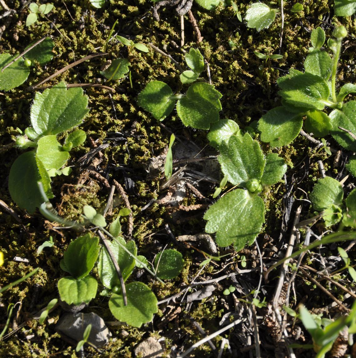 Изображение особи Ranunculus bullatus ssp. cytheraeus.