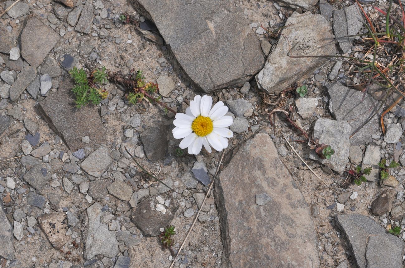 Изображение особи Tripleurospermum caucasicum.