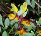 Corydalis sewerzowii. Соцветие. Узбекистан, Джизакская обл., Зааминский р-н, Зааминский национальный парк, пологий берег небольшого сая. 22.04.2018.