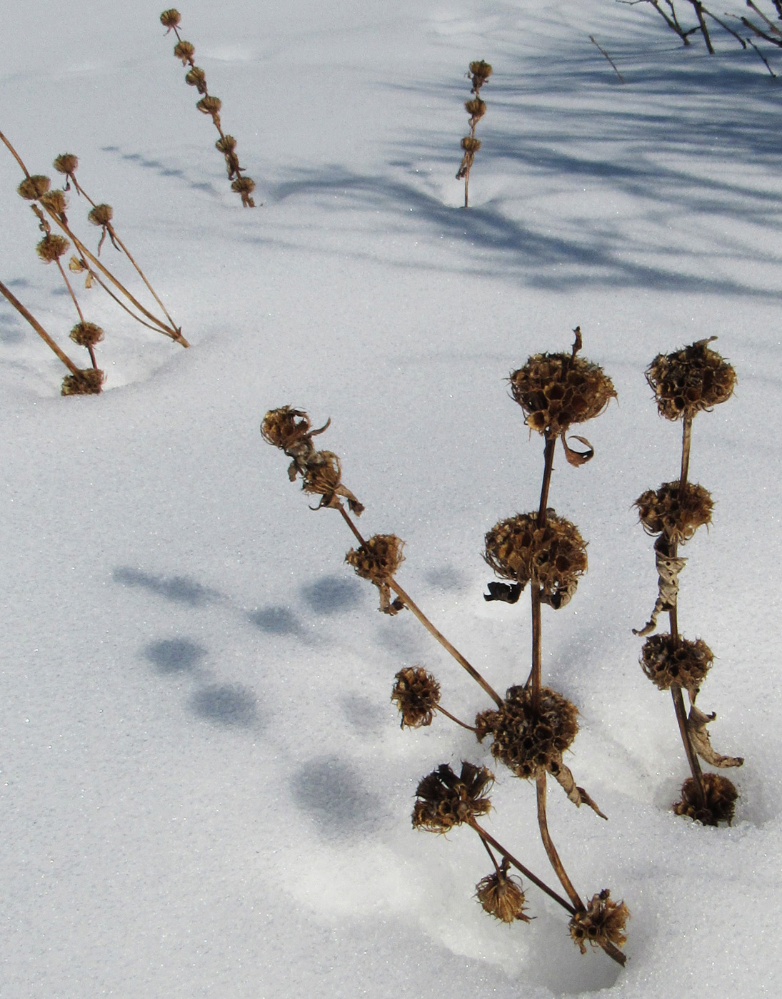 Изображение особи Phlomoides tuberosa.