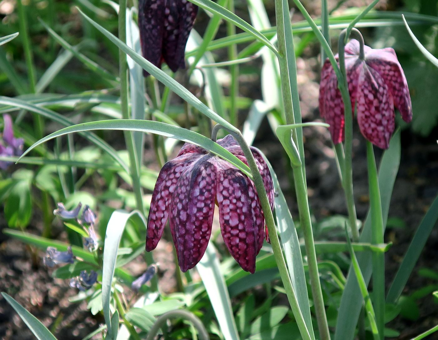 Image of Fritillaria meleagris specimen.