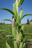 Oenothera depressa