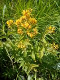 Lysimachia vulgaris