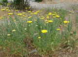 Achillea filipendulina. Цветущие растения. Кыргызстан, Чуйская обл., окр. г. Бишкек восточнее с. Орто-Сай, предгорье, пустырь перед холмами. 04.06.2019.