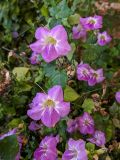 Asystasia gangetica. Цветки. Израиль, г. Бат-Ям, в озеленении высотного дома. 12.05.2020.