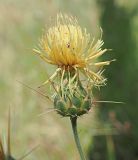 Centaurea salonitana. Цветущая корзинка с затаившимся паучком. Республика Крым, Алуштинский р-н, окр. с. Малореченское, обочина шоссе. 04.09.2021.