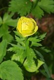 Trollius europaeus. Верхушка цветущего растения. Республика Татарстан, Агрызский р-н. 05.06.2010.