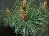 Pinus sylvestris. Верхушки побегов с микростробилами и каплями дождя на иглах. Московская обл., Раменский р-н, окр. дер. Хрипань, садовый участок. 26.05.2023.