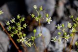 Saxifraga spinulosa