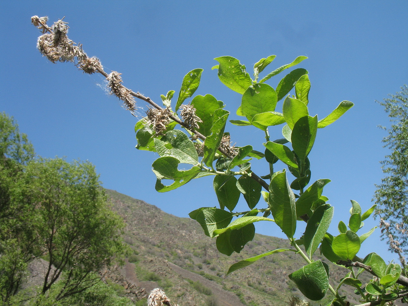 Изображение особи Salix iliensis.