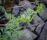 Potentilla supina подвид paradoxa. Верхушка веточки с цветками и бутонами. Пермский край, Кунгурский муниципальный округ, с. Моховое, станция Иренский, между железнодорожными путями. 04.06.2023.