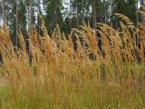 Calamagrostis epigeios