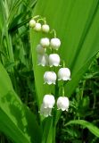 Convallaria majalis. Соцветие. Окр. Смоленска, сухой луг на склоне холма. 27.05.2011.