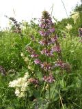 Salvia verticillata. Цветущие растения. Крым, Симферополь, Долгоруковская яйла. 26 июня 2011 г.