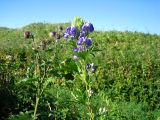 Aconitum maximum. Верхушка цветущего и плодоносящего растения. Сахалинская обл., о-в Итуруп, окр. оз. Лесозаводское. Сентябрь 2011 г.