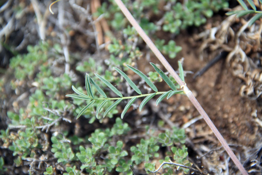 Изображение особи Astragalus versicolor.